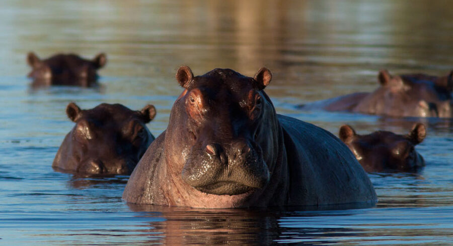 hippos