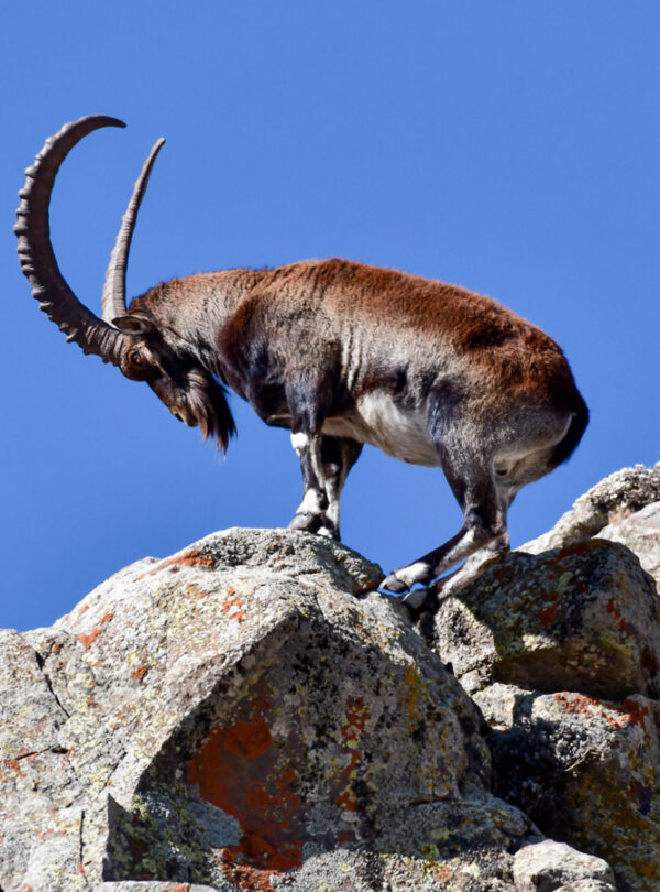 Walia ibex in Simien Mountains